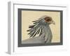 Abyssinian Secretary Bird-null-Framed Giclee Print