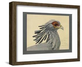 Abyssinian Secretary Bird-null-Framed Giclee Print