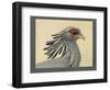 Abyssinian Secretary Bird-null-Framed Giclee Print