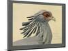 Abyssinian Secretary Bird-null-Mounted Giclee Print