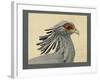 Abyssinian Secretary Bird-null-Framed Giclee Print