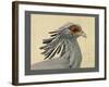 Abyssinian Secretary Bird-null-Framed Giclee Print