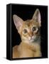 Abyssinian Sorrel-null-Framed Stretched Canvas