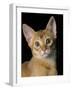 Abyssinian Sorrel-null-Framed Photographic Print