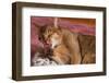 Abyssinian Washing a Paw-DLILLC-Framed Photographic Print