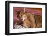 Abyssinian Washing a Paw-DLILLC-Framed Photographic Print