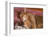 Abyssinian Washing a Paw-DLILLC-Framed Photographic Print