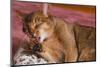 Abyssinian Washing a Paw-DLILLC-Mounted Photographic Print