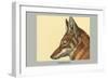 Abyssinian Wolf-Louis Agassiz Fuertes-Framed Art Print