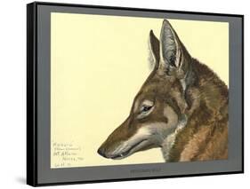 Abyssinian Wolf-null-Framed Stretched Canvas