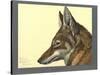 Abyssinian Wolf-null-Stretched Canvas