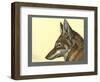 Abyssinian Wolf-null-Framed Giclee Print