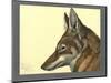 Abyssinian Wolf-null-Mounted Giclee Print