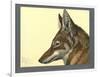 Abyssinian Wolf-null-Framed Giclee Print