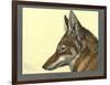 Abyssinian Wolf-null-Framed Giclee Print