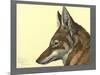Abyssinian Wolf-null-Mounted Giclee Print