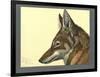 Abyssinian Wolf-null-Framed Giclee Print