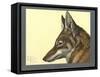 Abyssinian Wolf-null-Framed Stretched Canvas