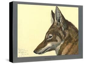 Abyssinian Wolf-null-Stretched Canvas