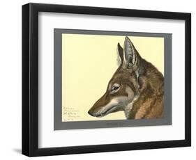 Abyssinian Wolf-null-Framed Premium Giclee Print