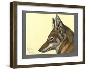 Abyssinian Wolf-null-Framed Giclee Print