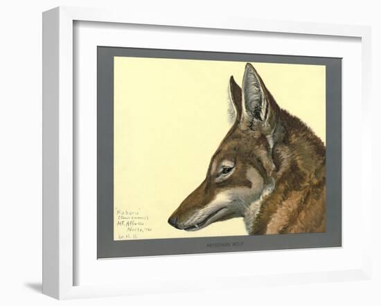 Abyssinian Wolf-null-Framed Giclee Print