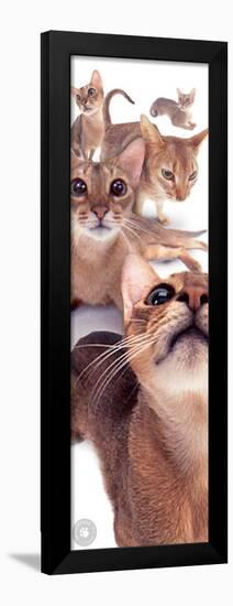 Abyssinians-null-Framed Poster