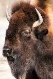 American Bison-abzerit-Stretched Canvas