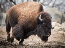 American Bison VI-abzerit-Stretched Canvas