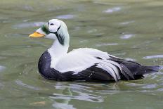 Common Eider-abzerit-Stretched Canvas