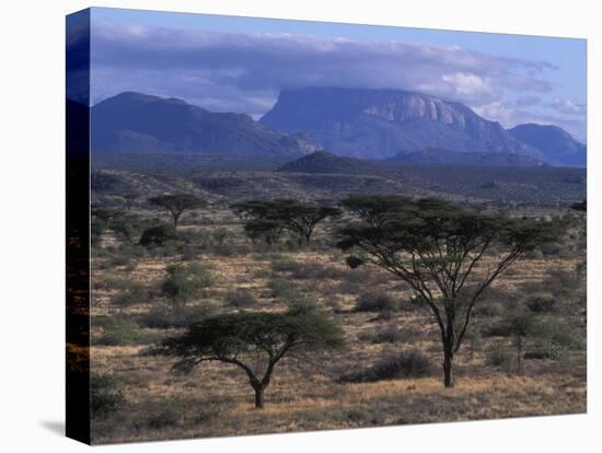 Acacia and Distant Massif North of Mt Kenya, Samburu National Reserve, Kenya-Paul Souders-Stretched Canvas