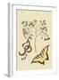 Acacia and Sulphur Butterfly-Mark Catesby-Framed Art Print