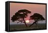 Acacia at Sunrise Magnicifent Specimen of Umbrella-null-Framed Stretched Canvas