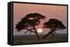 Acacia at Sunrise Magnicifent Specimen of Umbrella-null-Framed Stretched Canvas