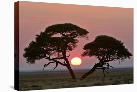 Acacia at Sunrise Magnicifent Specimen of Umbrella-null-Stretched Canvas