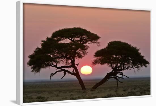 Acacia at Sunrise Magnicifent Specimen of Umbrella-null-Framed Photographic Print