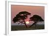 Acacia at Sunrise Magnicifent Specimen of Umbrella-null-Framed Photographic Print