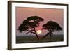 Acacia at Sunrise Magnicifent Specimen of Umbrella-null-Framed Photographic Print