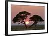 Acacia at Sunrise Magnicifent Specimen of Umbrella-null-Framed Photographic Print