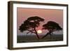 Acacia at Sunrise Magnicifent Specimen of Umbrella-null-Framed Photographic Print
