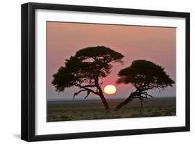 Acacia at Sunrise Magnicifent Specimen of Umbrella-null-Framed Photographic Print