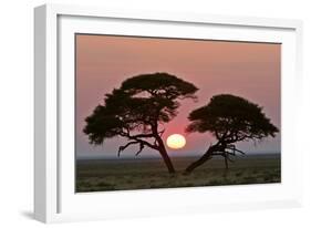 Acacia at Sunrise Magnicifent Specimen of Umbrella-null-Framed Photographic Print