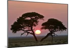 Acacia at Sunrise Magnicifent Specimen of Umbrella-null-Mounted Photographic Print