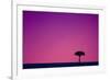 Acacia at Sunset-null-Framed Photographic Print