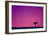 Acacia at Sunset-null-Framed Photographic Print