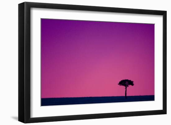 Acacia at Sunset-null-Framed Photographic Print