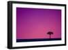 Acacia at Sunset-null-Framed Photographic Print