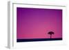 Acacia at Sunset-null-Framed Photographic Print