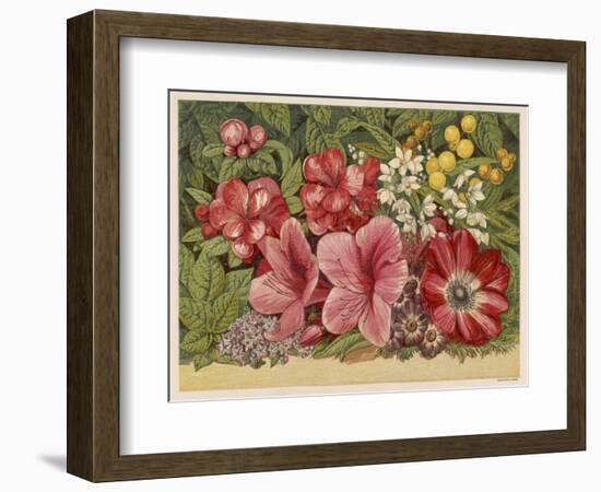 Acacia Dealbata-null-Framed Art Print