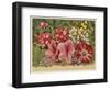 Acacia Dealbata-null-Framed Art Print